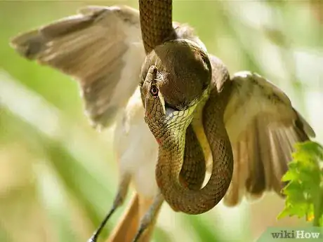 Image titled Be a Wildlife Photographer Step 5