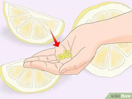 Image titled Plant a Lemon Seed Step 13
