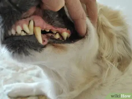 Image titled Diagnose Canine Periodontal Disease Step 4