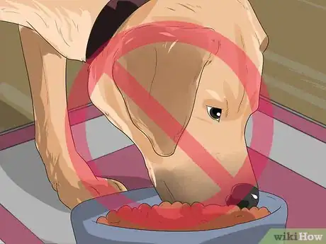 Image titled Treat Gastric Torsion and Bloat in Labrador Retrievers Step 5