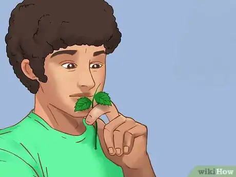 Image titled Buy Mint Plants Step 5