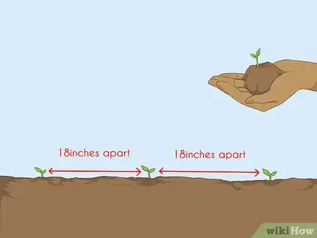 Image titled Grow Bergamot Step 4