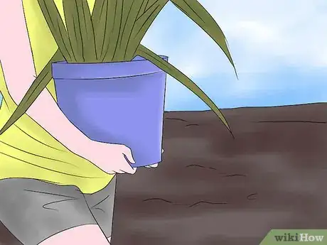 Image titled Keep Narcissus Bulbs After Flowering Step 9