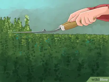 Image titled Grow Ivy Step 20