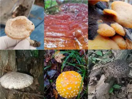 Image titled Cap tex