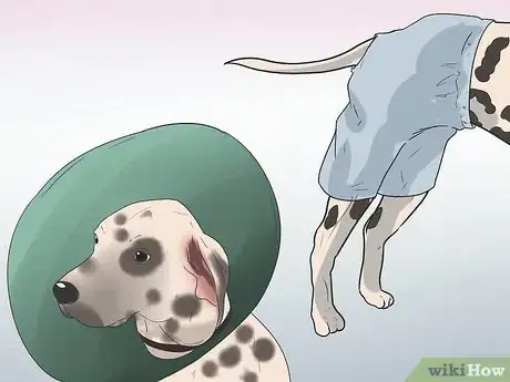 Image titled Diagnose Canine Anal Sac Problems Step 9