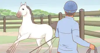 Handle and Control a Stallion