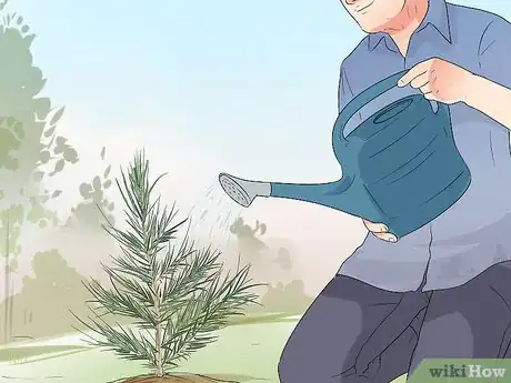 Image titled Plant Cedar Trees Step 14