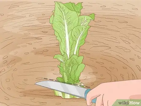 Image titled Regrow Vegetables Step 6