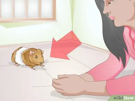 Image titled Spot Foot Sores on Guinea Pigs Step 1