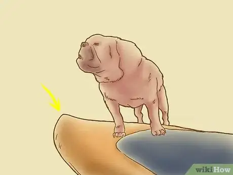 Image titled Teach Your Dog to Surf Step 1