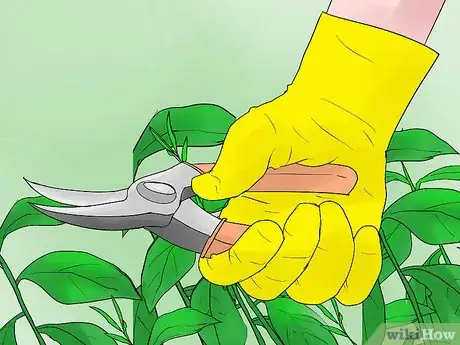 Image titled Prune Azaleas Step 3