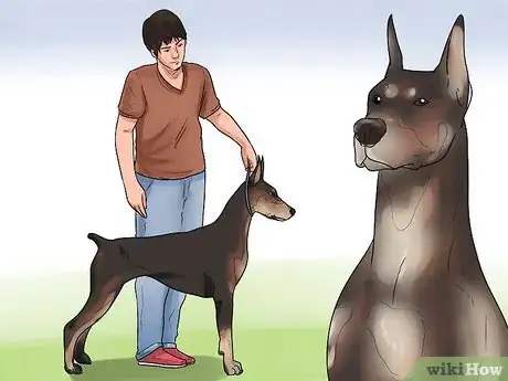 Image titled Get Dogs to Mate Step 8