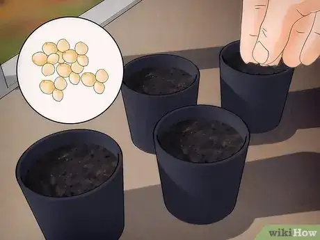 Image titled Grow Amaranth Flowers Step 1