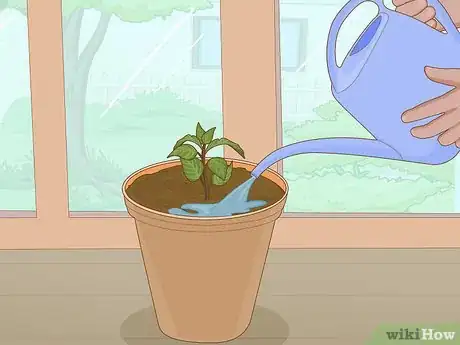 Image titled Plant Succulents Indoors Step 8