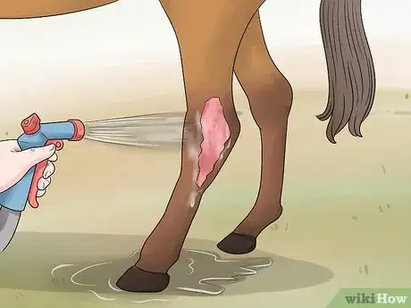 Image titled Handle Hind Leg Problems in Horses Step 11
