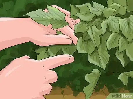 Image titled Grow Ivy Step 19