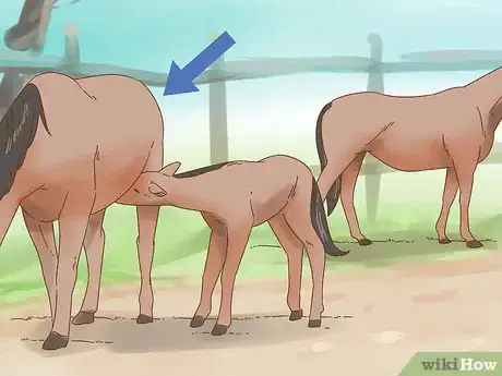 Image titled Care for a Foal Step 7