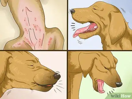 Image titled Manage Obesity in Senior Dogs Step 12