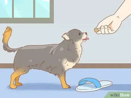 Image titled Prevent Your Chihuahua from Behaving Badly Step 2