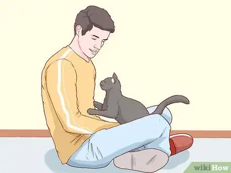 Image titled Take Care of a Chartreux Cat Step 9