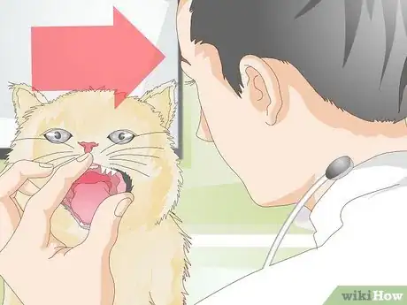 Image titled Keep a Cat Healthy Step 24