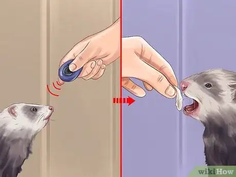 Image titled Train a Ferret Step 15
