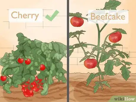 Image titled When to Plant Tomatoes Outside in the UK Step 6