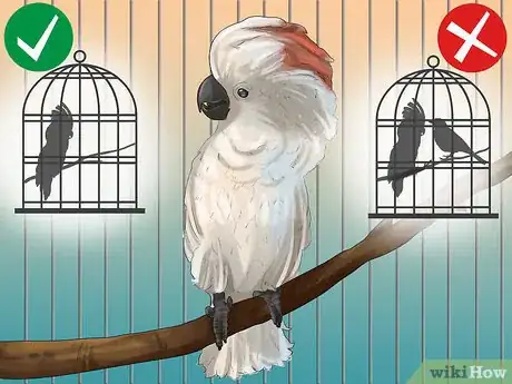 Image titled Live With a Moluccan Cockatoo Step 11
