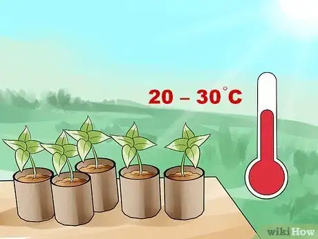 Image titled Grow Morning Glories Step 7