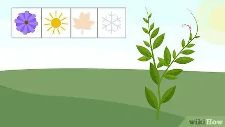 Image titled Grow Vietnamese Mint Step 1