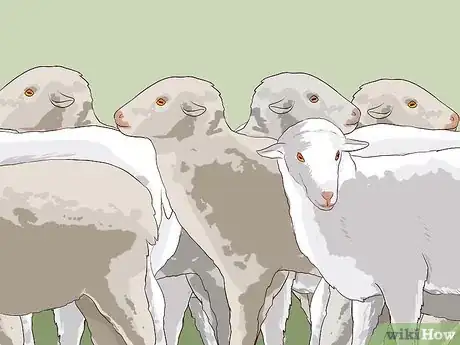 Image titled Drench Sheep Step 6