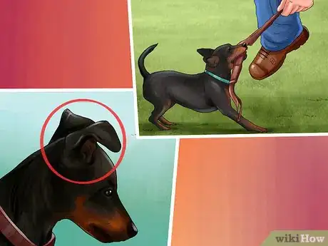 Image titled Choose a Minpin Step 5