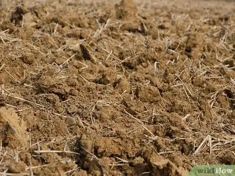 Image titled Plant a Cut Flower Garden Step 5