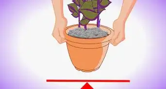 Plant Aquatic Plants