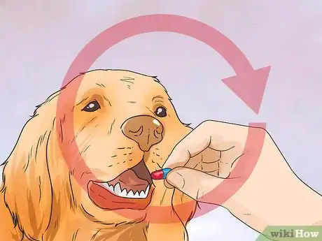 Image titled Treat Hypothyroidism in Golden Retrievers Step 4