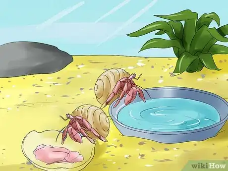 Image titled Care for Hermit Crabs Step 15