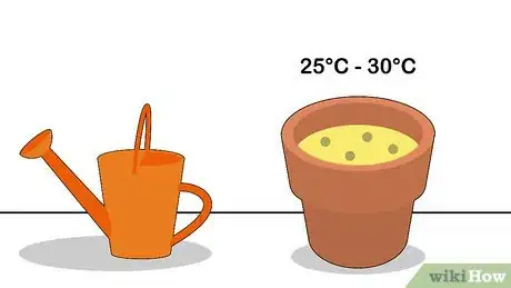 Image titled Grow Nutmeg Step 10