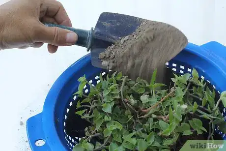 Image titled Use a Colander As a Planter Step 10