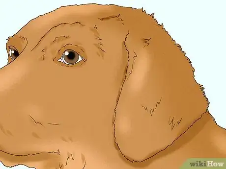 Image titled Identify a Chesapeake Bay Retriever Step 4