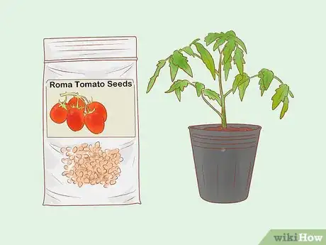 Image titled Grow Roma Tomatoes Step 1