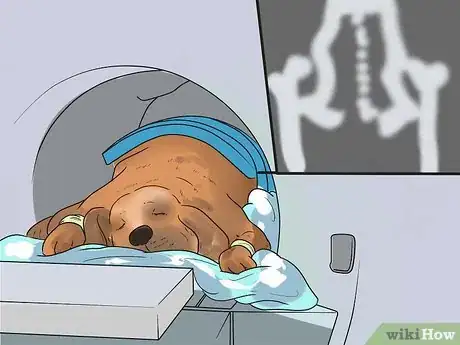 Image titled Care for German Shorthaired Pointers Step 23