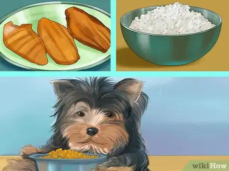 Image titled Spot Signs of Pancreatitis in Dogs Step 9