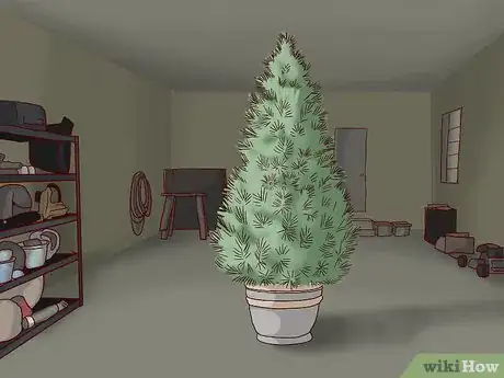 Image titled Care for a Living Christmas Tree Step 12