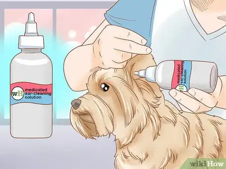 Image titled Groom a Yorkie Pomeranian Mix Step 12