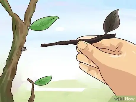 Image titled Bring Plants Indoors over Winter Step 1