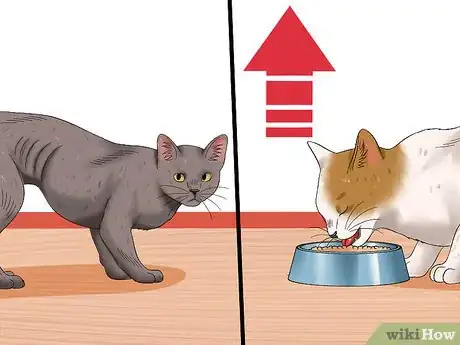 Image titled Diagnose High Thyroid Levels in a Cat Step 2