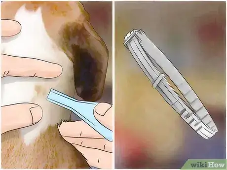 Image titled Identify Canine Tick Problems Step 12