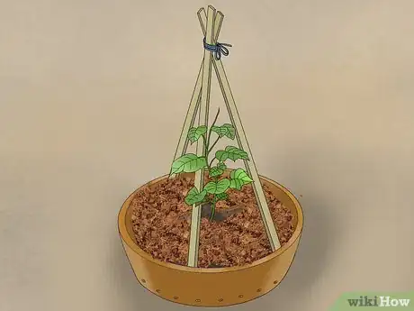 Image titled Grow Cucumbers in Pots Step 17