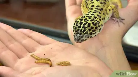 Image titled Feed a Leopard Gecko from Your Hand Step 6